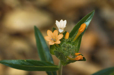 Mountain (Grand) Collomia 4