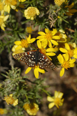 Henne's Checkerspot