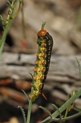 White-lined Sphinx Moth Caterpillar on California Sun Cup