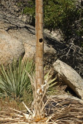 Ladderback Woodpecker Nest Cavity
