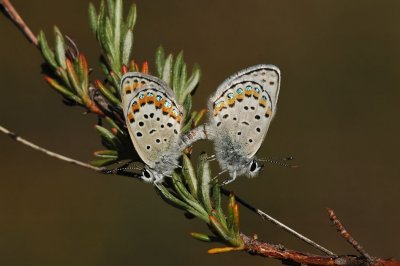 Mating Melissa Blues