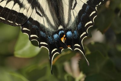 Pale Swallowtail Tail