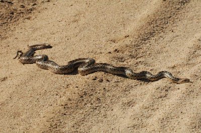 San Diego Gopher Snake 2