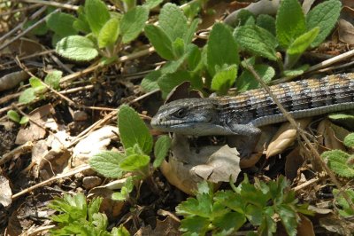 Southern Alligator Lizard