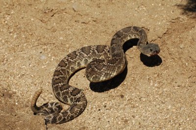 Southern Pacific Rattlesnake