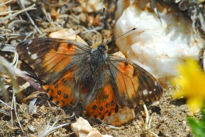 Abberrant Painted Lady Butterfly - Dorsal View