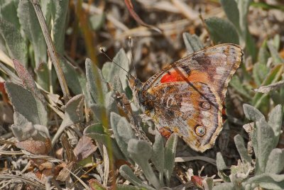 Abberrant Painted Lady Butterfly - Ventral