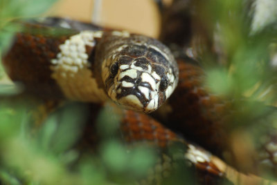 California King Snake 2