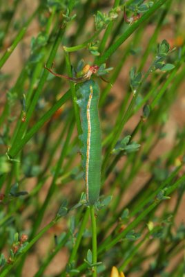 Harford's Sulphur Caterpillar on Deerweed 2