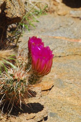 Engelmann's Hedgehog Cactus