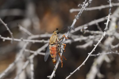 Female Rhaphiomidas (Fly)