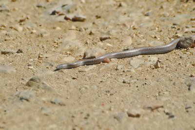 Rosy Boa 2