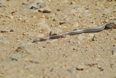 Rosy Boa 2