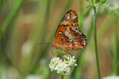 Variegated Fritillary - Ventral View