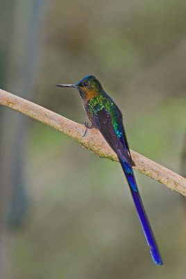 Violet-tailed Sylph Male