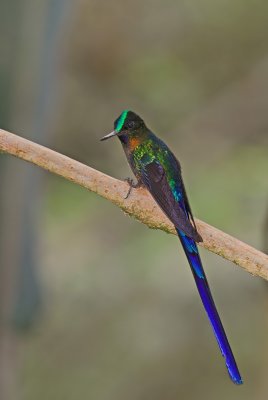 Violet-tailed Sylph Male 2