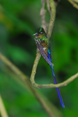 Violet-tailed Sylph Male - Scratching an Itch