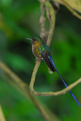 Violet-tailed Sylph Male 4