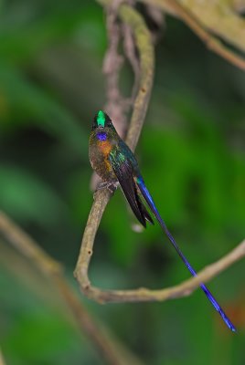 Violet-tailed Sylph Male 5