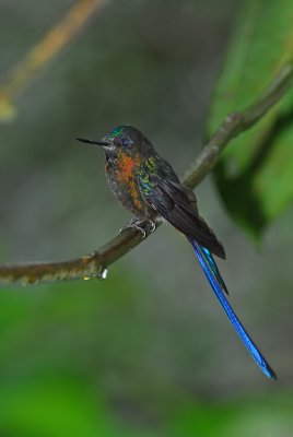 Violet-tailed Sylph Male 6