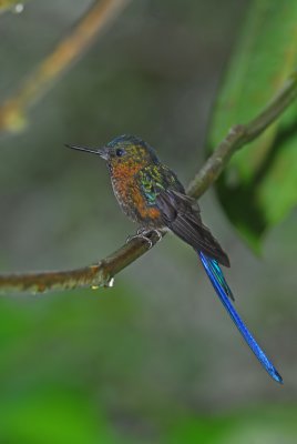 Violet-tailed Sylph Male 7