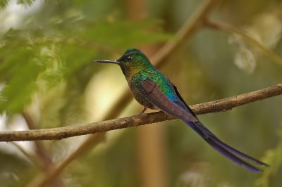 Violet-tailed Sylph Male 8
