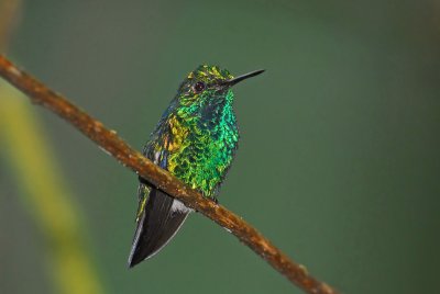 Western Emerald