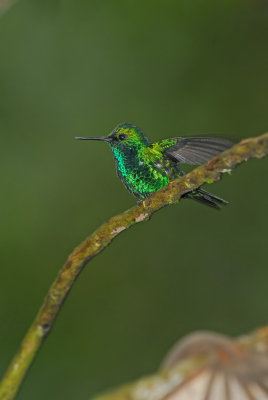 Tandayapa Lodge, Ecuador