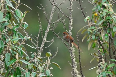 White-chinned Thistletail 2