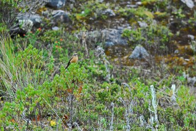 Bar-winged Cinclodes