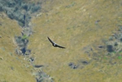 Black-chested Buzzard-Eagle