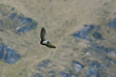 Black-chested Buzzard-Eagle 3