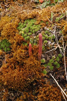 Colorful Paramo Ground Cover