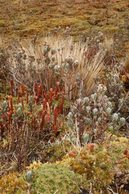 More Paramo Vegetation