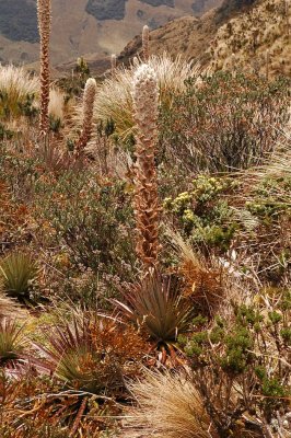 Paja and Puya Puya 2