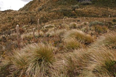 Paja and Puya Puya 3