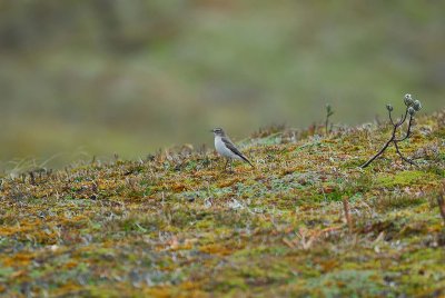 Paramo Ground-Tyrant 4