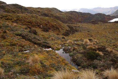 Paramo Habitat 2