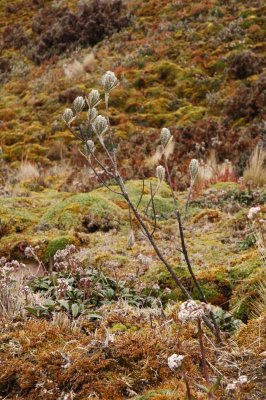 Paramo Plant