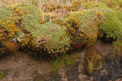 Paramo Vegetation