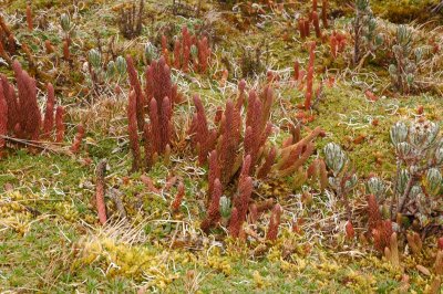 Paramo Vegetation 4