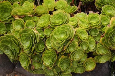 Termas de Papallacta Plants