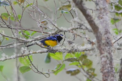 Buff-breasted Mountain-Tanager