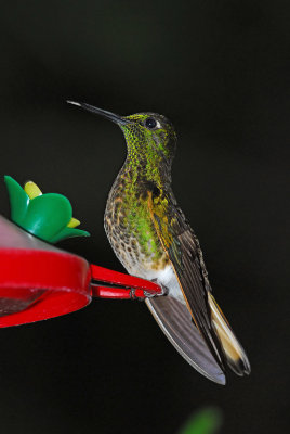 Buff-tailed Coronet