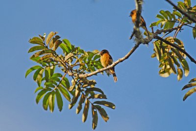 Cinnamon Flycatcher