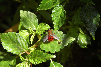 Colorful Tachinid Fly