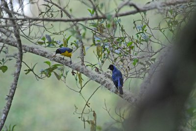 Hooded Mountain-Tanagers