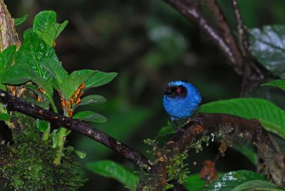 Masked Flowerpiercer 2