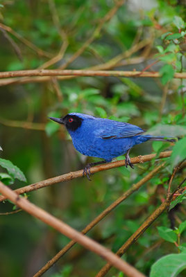 Masked Flowerpiercer 5