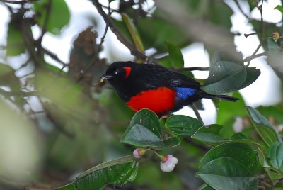 Scarlet-bellied Mountain Tanager